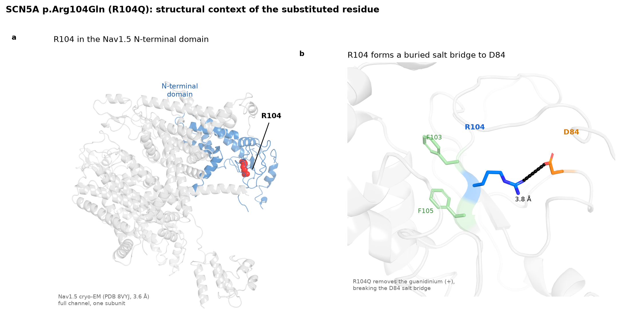 Ribbon model of the Nav1.5 N-terminal domain with residue R104 highlighted, beside a close-up of its buried salt bridge to D84.